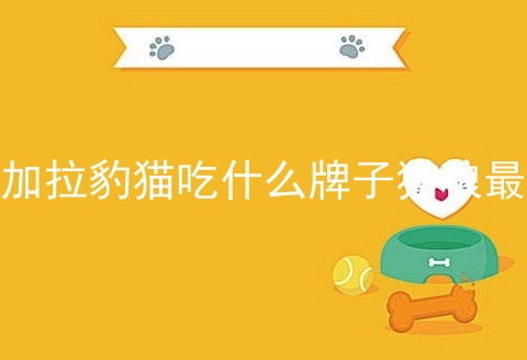 孟加拉豹猫吃什么牌子猫粮最好