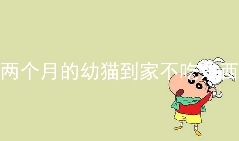 两个月的幼猫到家不吃东西