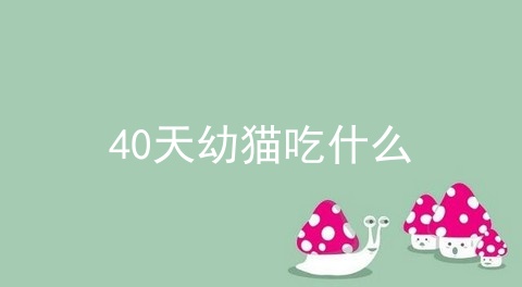 40天幼猫吃什么