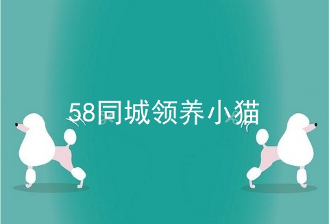 58同城领养小猫