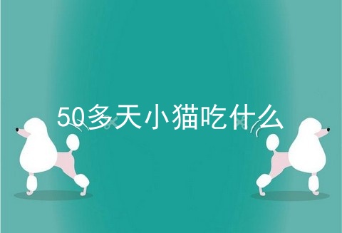 50多天小猫吃什么