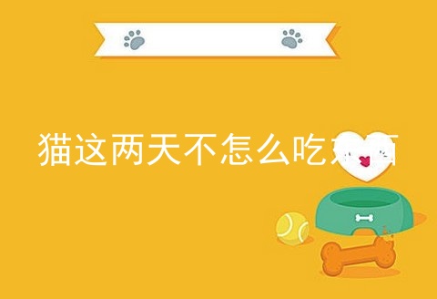 猫这两天不怎么吃东西