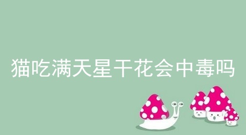 猫吃满天星干花会中毒吗