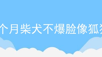 5个月柴犬不爆脸像狐狸