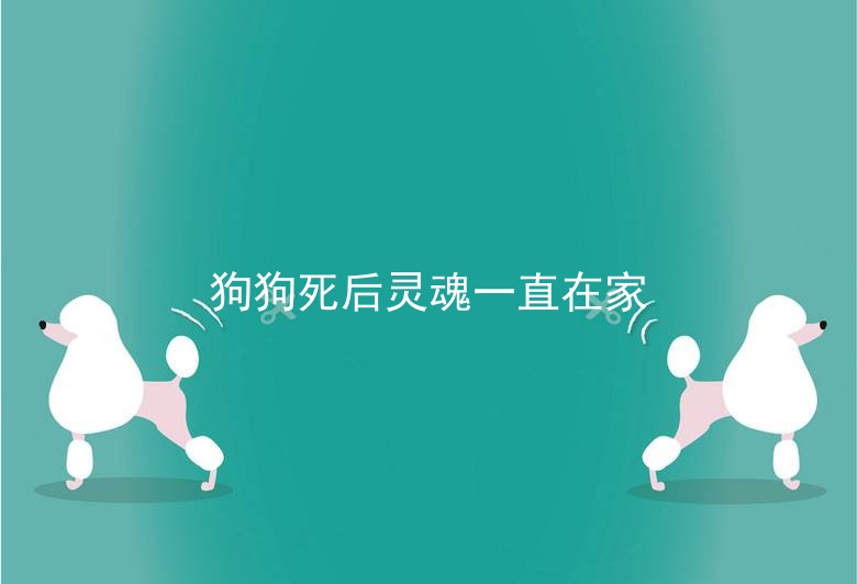 狗狗死后灵魂一直在家