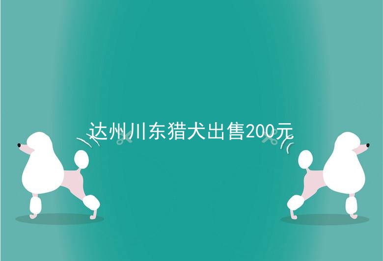 达州川东猎犬出售200元