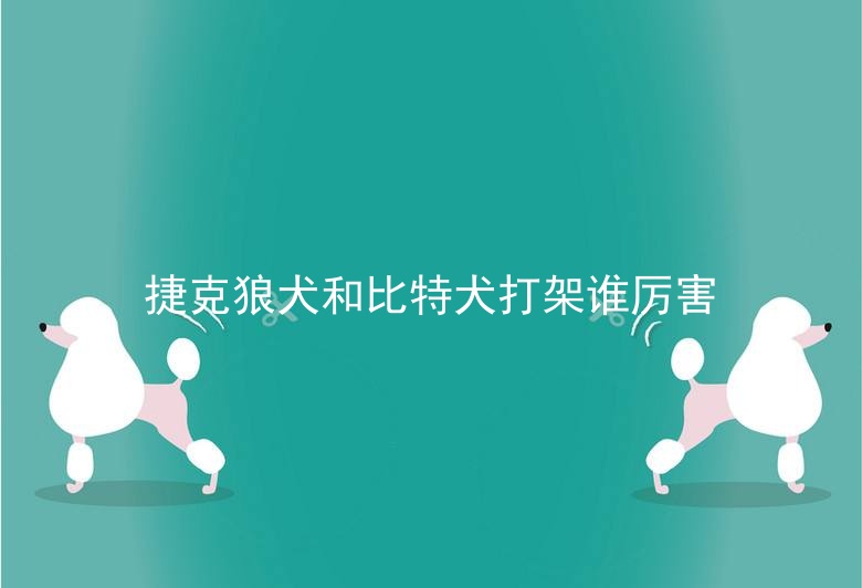 捷克狼犬和比特犬打架谁厉害