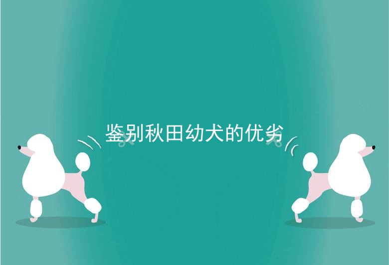 鉴别秋田幼犬的优劣