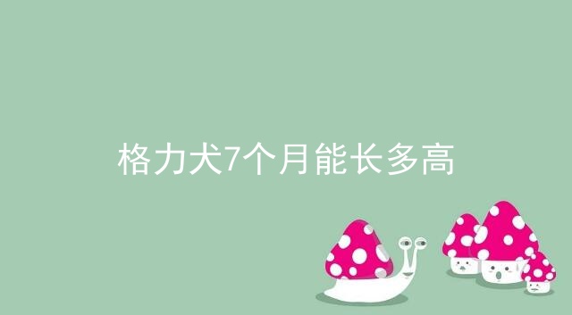 格力犬7个月能长多高