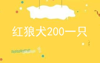 红狼犬200一只