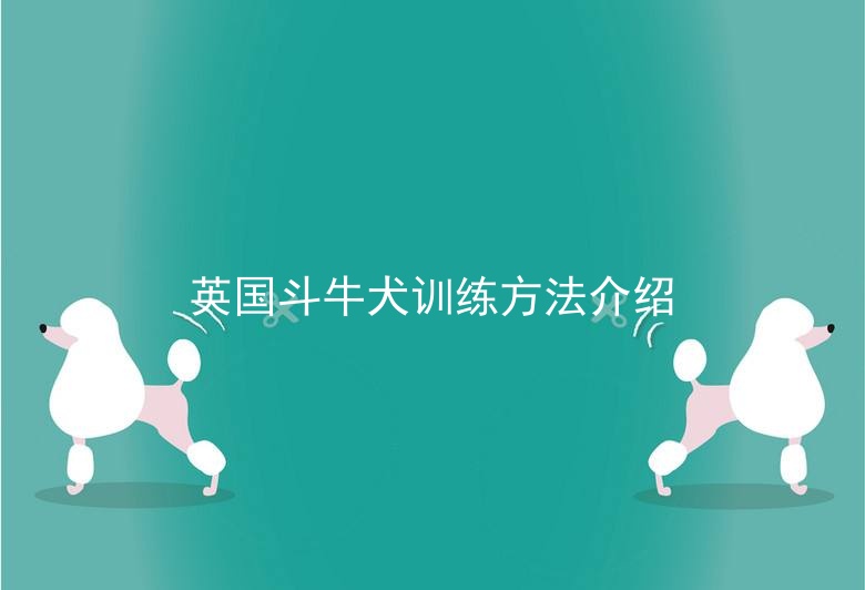 英国斗牛犬训练方法介绍