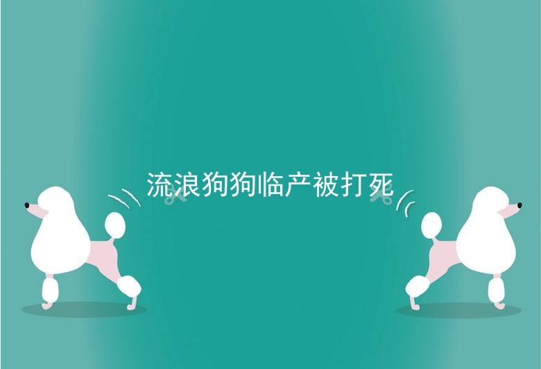 流浪狗狗临产被打死