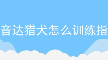 波音达猎犬怎么训练指示