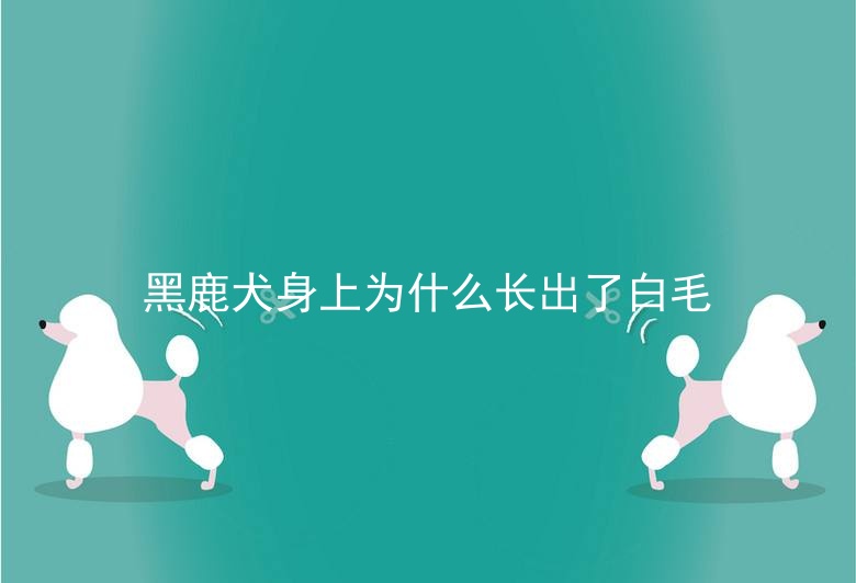 黑鹿犬身上为什么长出了白毛