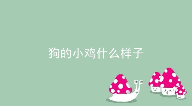 狗的小鸡什么样子