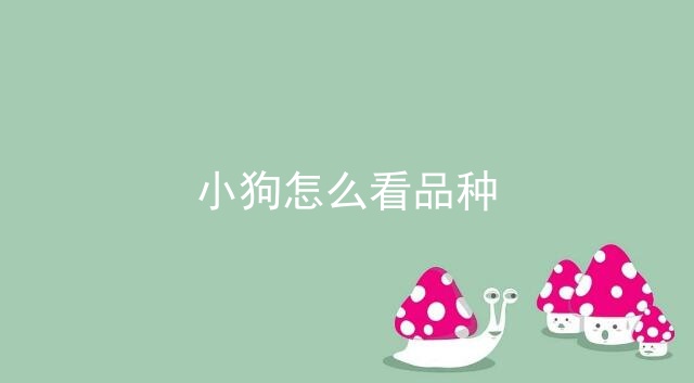 小狗怎么看品种