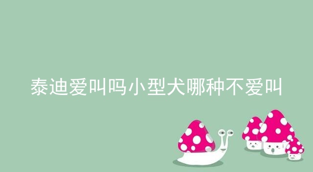 泰迪爱叫吗小型犬哪种不爱叫