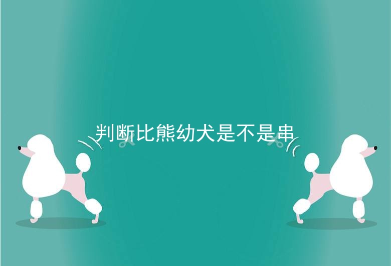 判断比熊幼犬是不是串