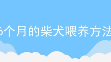 6个月的柴犬喂养方法