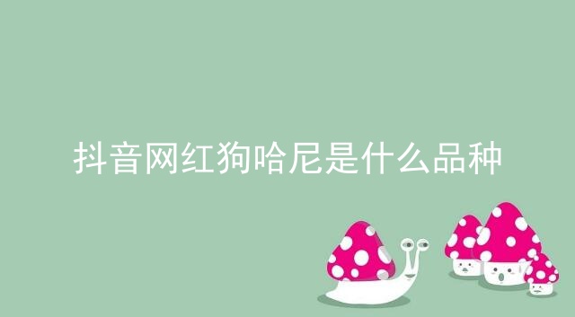 抖音网红狗哈尼是什么品种