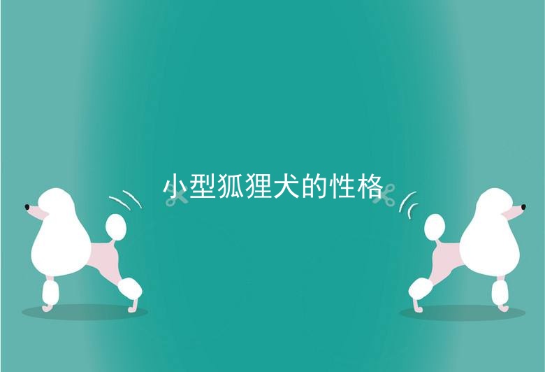 小型狐狸犬的性格 德国小型犬的图片 适合看家护院的小型犬 宠伴网