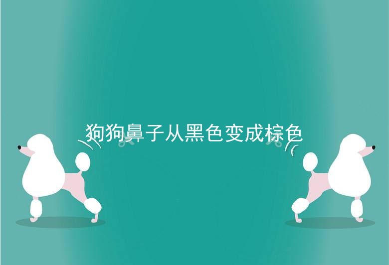 狗狗鼻子从黑色变成棕色