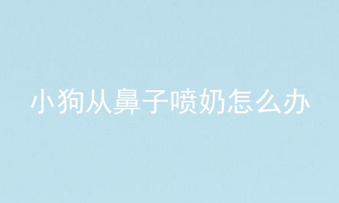 小狗从鼻子喷奶怎么办