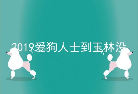 2019爱狗人士到玉林没