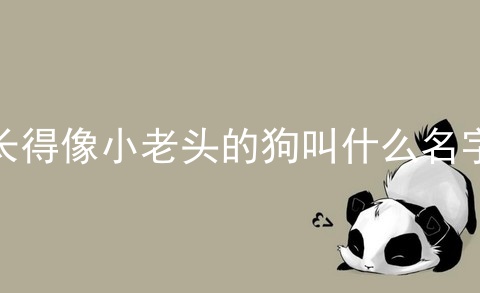 长得像小老头的狗叫什么名字