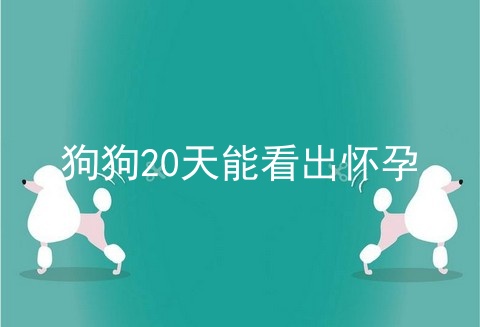 狗狗20天能看出怀孕