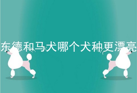 东德和马犬哪个犬种更漂亮