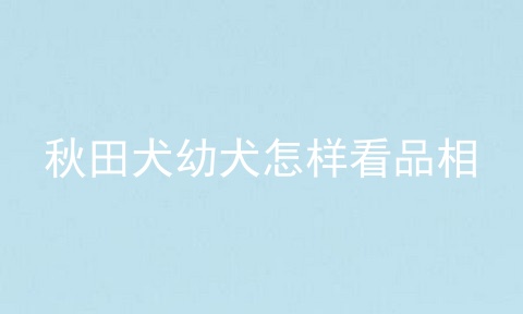 秋田犬幼犬怎样看品相