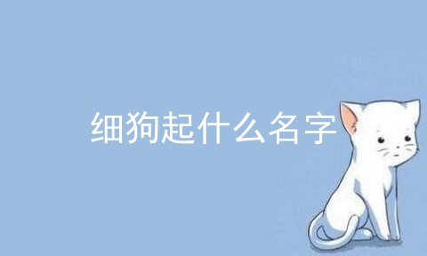 细狗起什么名字