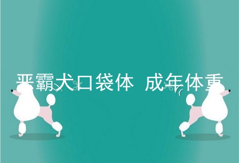 恶霸犬口袋体 成年体重