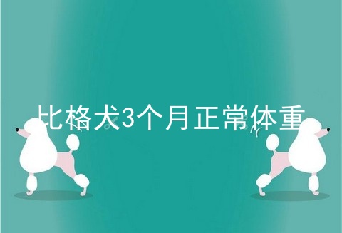 比格犬3个月正常体重