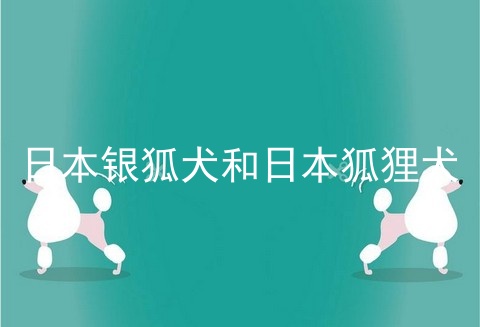 日本银狐犬和日本狐狸犬