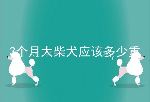 3个月大柴犬应该多少重