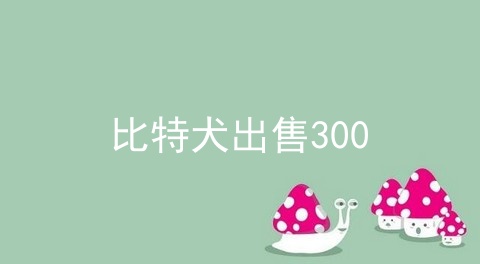 比特犬出售300