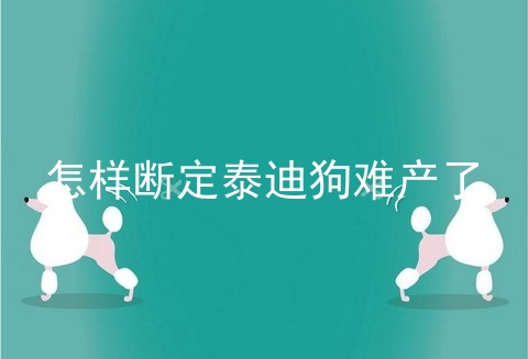 怎样断定泰迪狗难产了