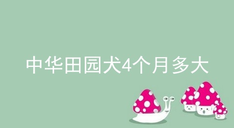 中华田园犬4个月多大