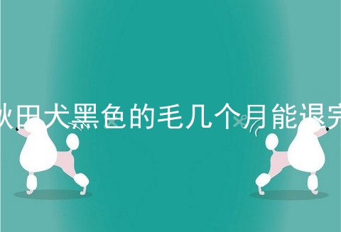 秋田犬黑色的毛几个月能退完