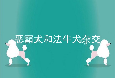 恶霸犬和法牛犬杂交