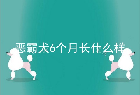 恶霸犬6个月长什么样