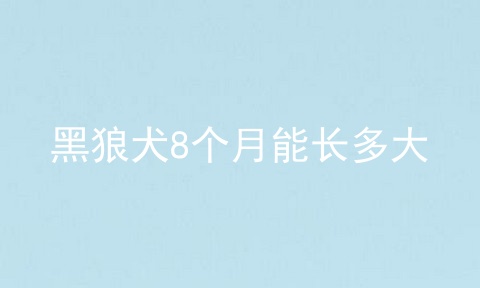 黑狼犬8个月能长多大