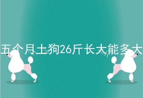 五个月土狗26斤长大能多大