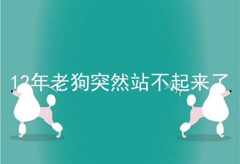 12年老狗突然站不起来了