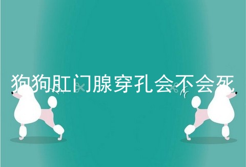 狗狗肛门腺穿孔会不会死