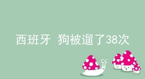 西班牙 狗被遛了38次