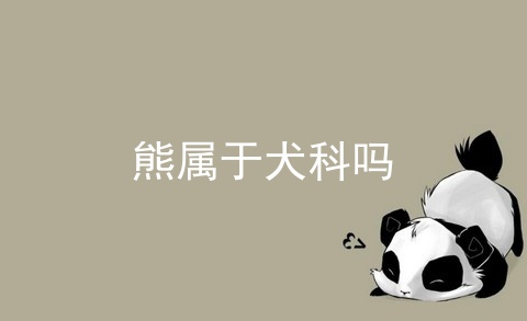 熊属于犬科吗