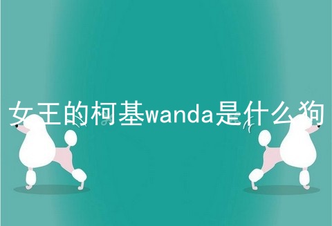 女王的柯基wanda是什么狗